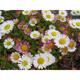 Erigeron karvinskianus