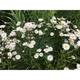 Erigeron 