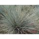 Festuca glauca 