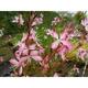 Gaura ROSY JANE ® (= 