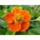 Geum coccineum 