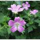 Geranium endressii