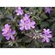 Geranium maculatum 