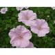 Geranium sanguineum var. striatum