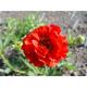 Geum chiloense 