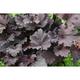 Heuchera 