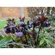 Helleborus orientalis BLACK