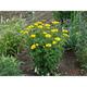 Heliopsis helianthoides JS® 