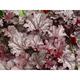 Heuchera 