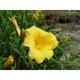 Hemerocallis 