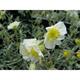 Helianthemum 