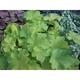 Heuchera CITRONELLE ® (Villosa-group)