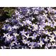 Houstonia caerulea 