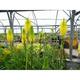 Kniphofia 