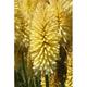 Kniphofia 