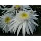 Leucanthemum 