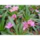 Lewisia 