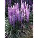 Liriope muscari 