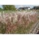 Miscanthus sinensis 