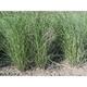 Miscanthus sinensis 