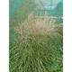 Miscanthus sinensis 