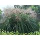 Miscanthus sinensis 