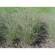 Miscanthus sinensis 