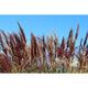 Miscanthus sinensis 