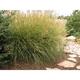 Miscanthus sinensis 