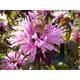 Monarda 