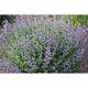 Nepeta faassenii (x) JUNIOR WALKER ®