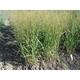 Panicum virgatum JS® 