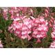 Penstemon 