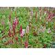 Persicaria affinis 