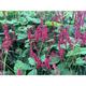 Persicaria ampl. 