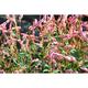 Persicaria ampl. 