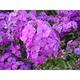 Phlox p. 