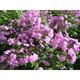 Phlox amplifolia