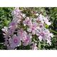 Phlox p. JS® 