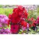 Phlox p. RED FLAME ® 