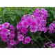 Phlox amplifolia JS® 