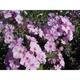 Phlox p. JS® 