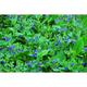 Pulmonaria 