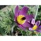 Pulsatilla vulgaris