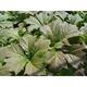 Rodgersia podophylla 