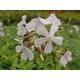 Saponaria officinalis