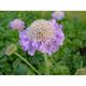 Scabiosa columbaria 