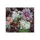 Sempervivum mix