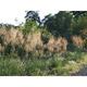 Stipa gigantea