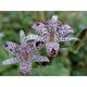 Tricyrtis hirta